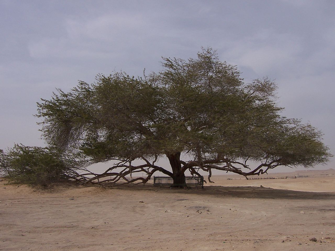 شجرة الحياة إحدى عجائب الله وقدرته النهارده